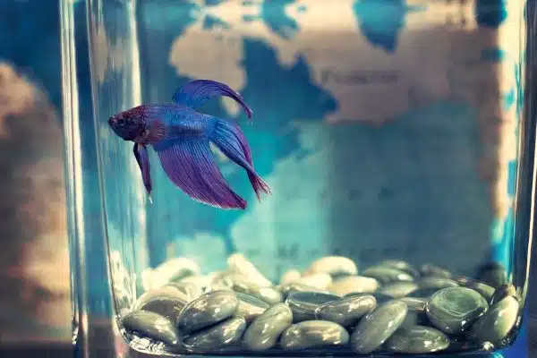 Les meilleures astuces pour entretenir votre aquarium d’eau douce