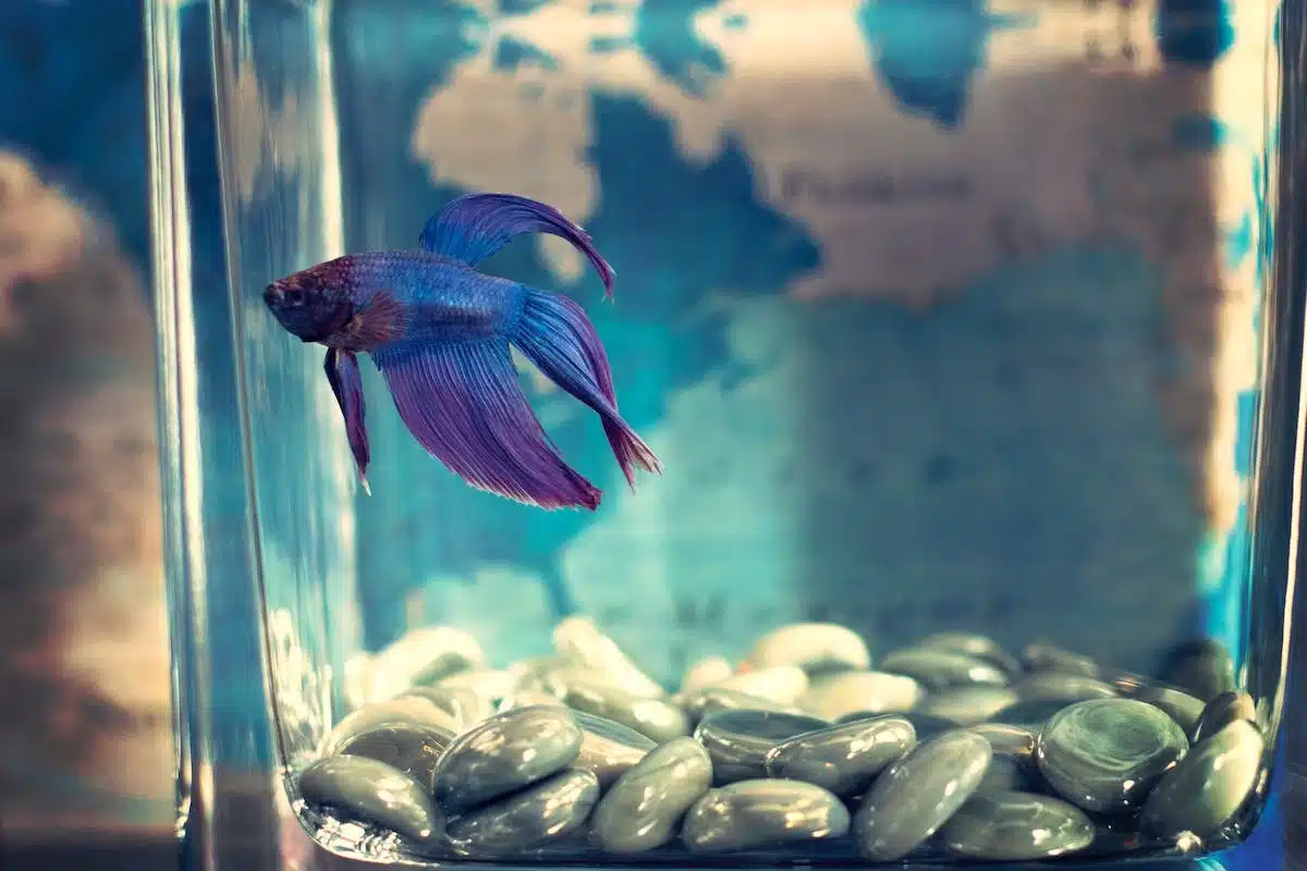 Les meilleures astuces pour entretenir votre aquarium d’eau douce