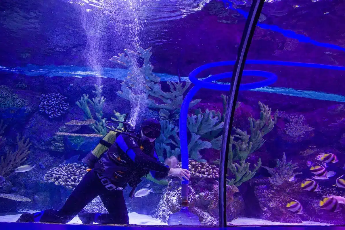 aquarium  entretien