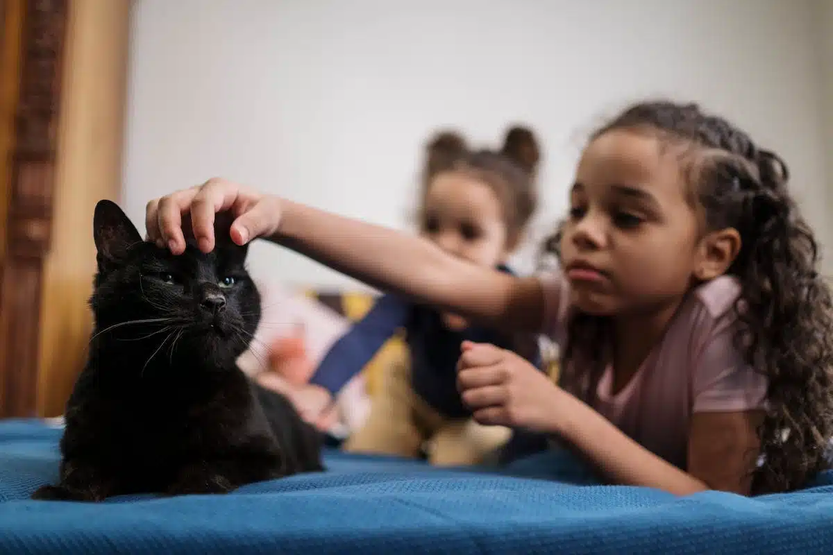 chat stérilisation