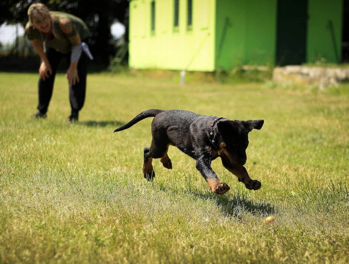 Les meilleures méthodes pour éduquer son chien de façon positive