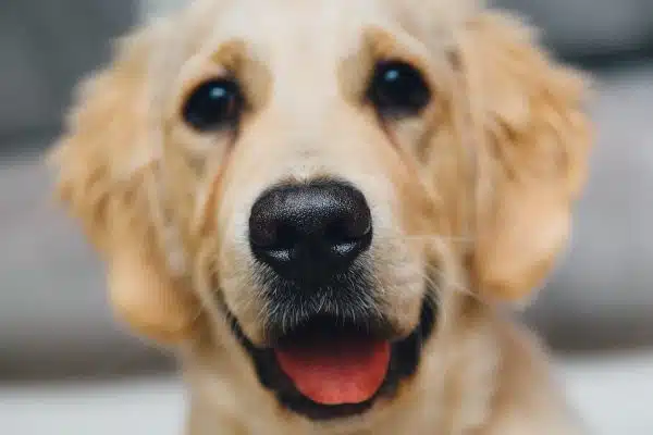 Les dernières découvertes sur la communication animale : une avancée étonnante !