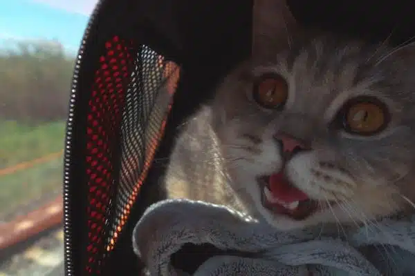 Voyage en toute sécurité : les astuces pour voyager avec son chat