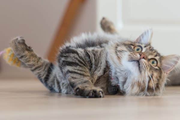 Les bienfaits de l’exercice physique pour la santé des chats