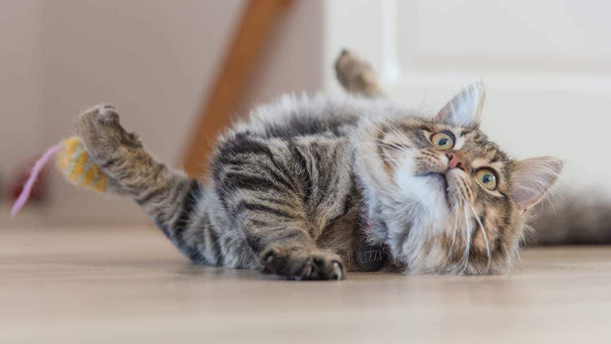 Les bienfaits de l’exercice physique pour la santé des chats