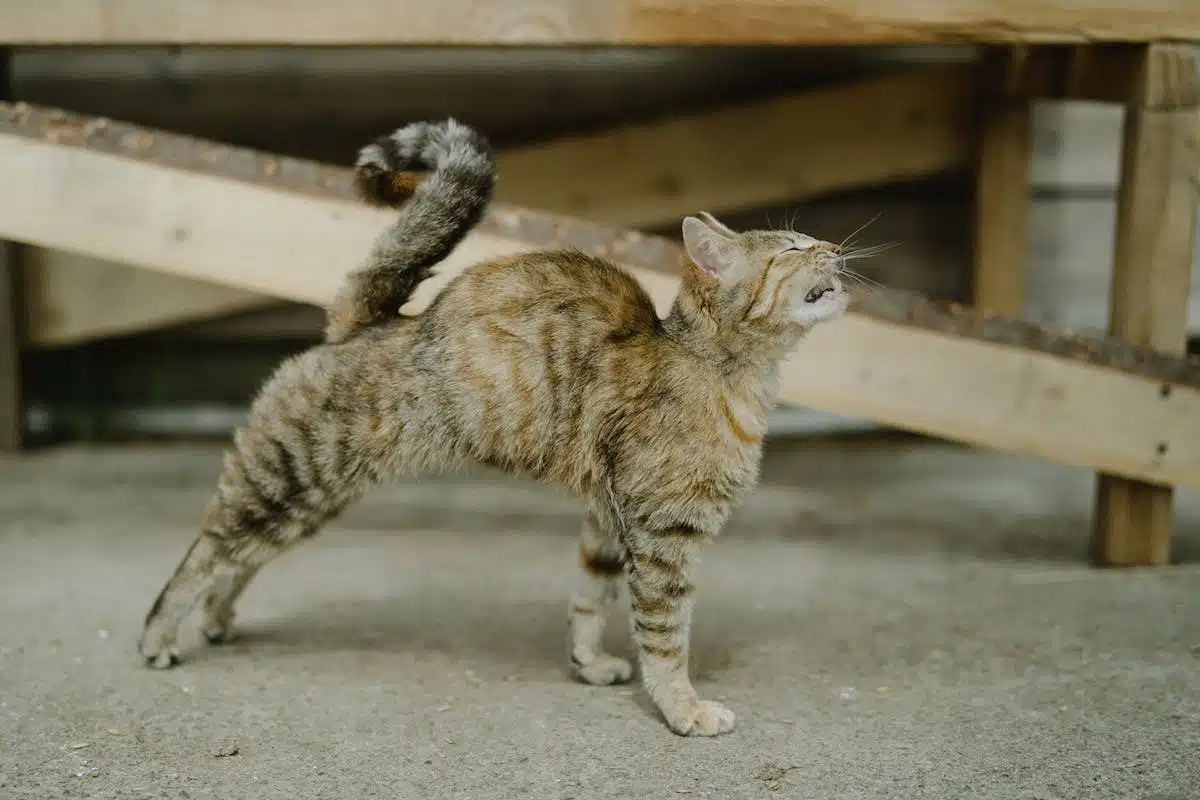 chat exercice