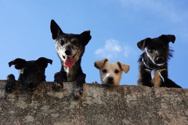 Les clés pour résoudre les problèmes de comportement des chiens
