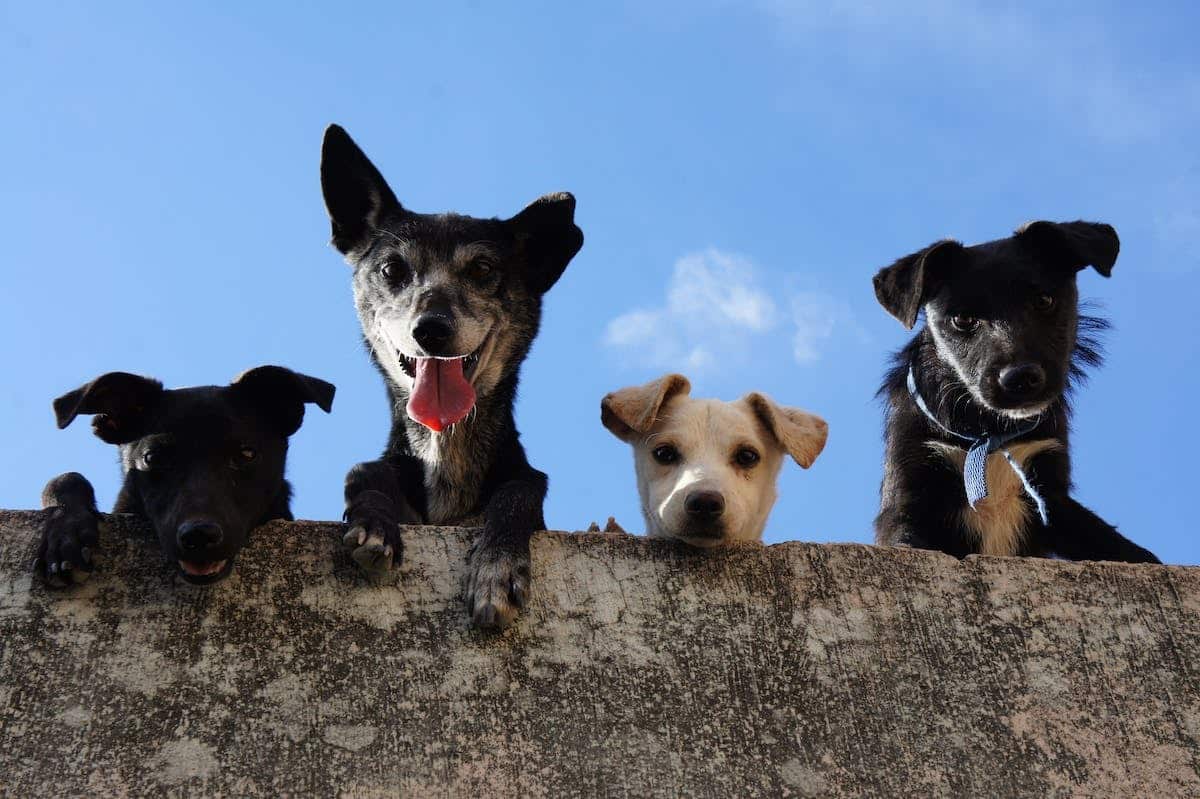 Les clés pour résoudre les problèmes de comportement des chiens