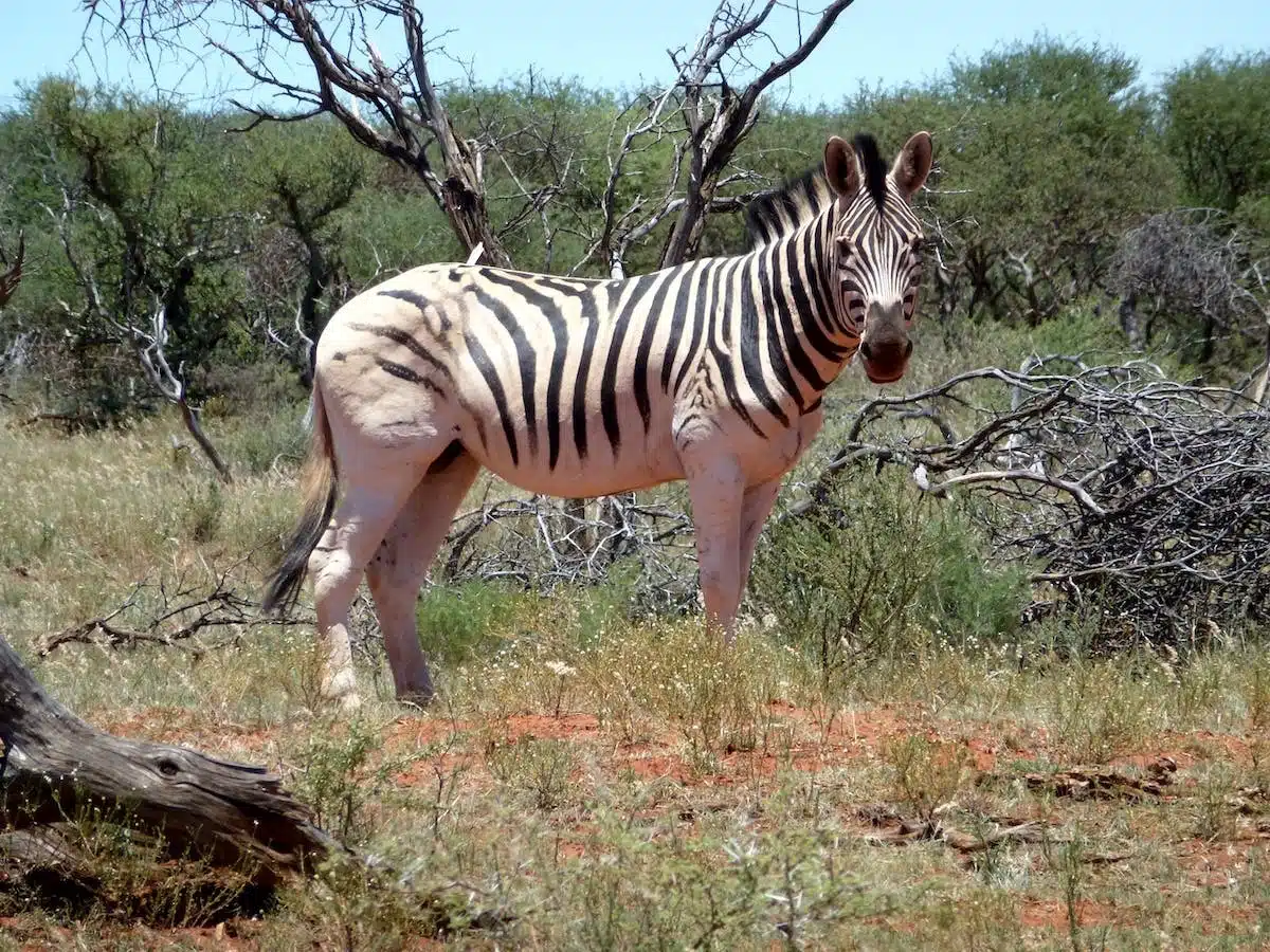 Découvrez les actions concrètes en faveur de la préservation des animaux sauvages