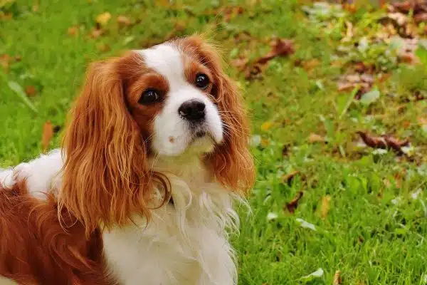 Découvrez les particularités et origines des races de chiens