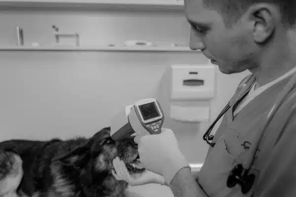 Les meilleures mesures préventives pour les problèmes de santé courants chez les chiens