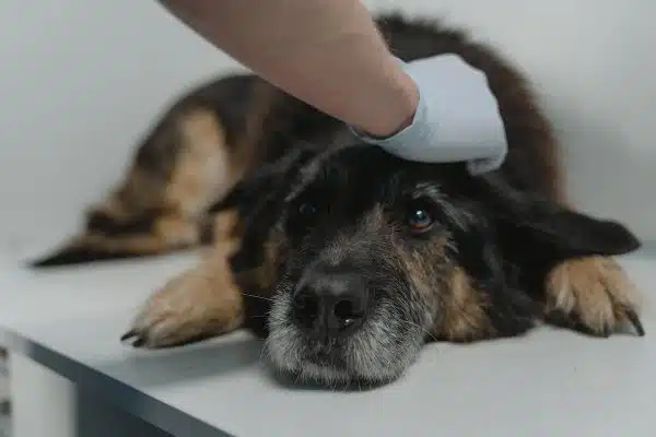 Tendances et astuces pour prendre soin de votre animal de compagnie