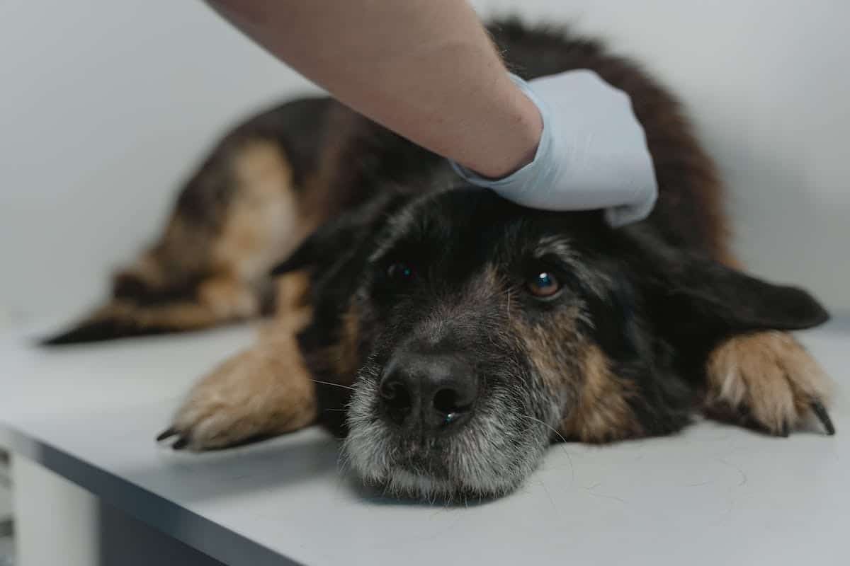 Tendances et astuces pour prendre soin de votre animal de compagnie