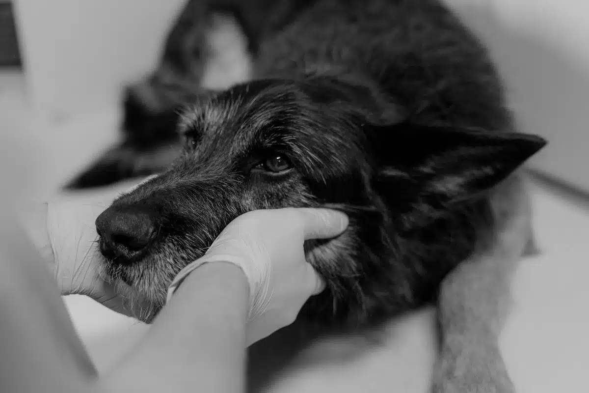 soins animaux