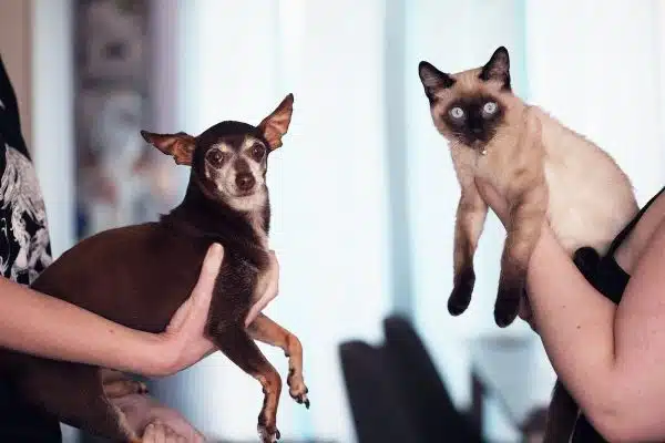 Les choix alimentaires les plus adaptés pour votre chat ou chien