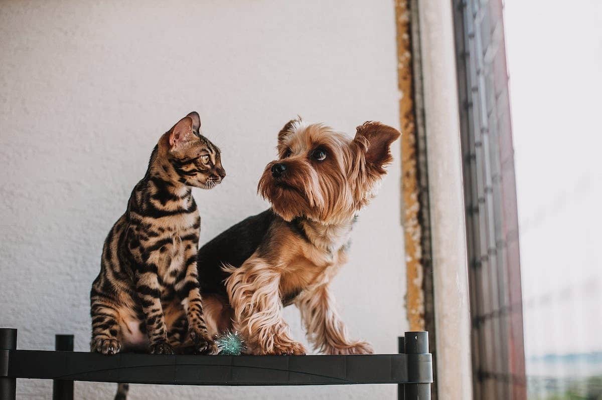 chat  chien