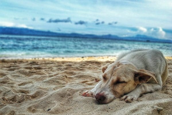 Voyager avec votre chien en toute sécurité et confort : les astuces à connaître