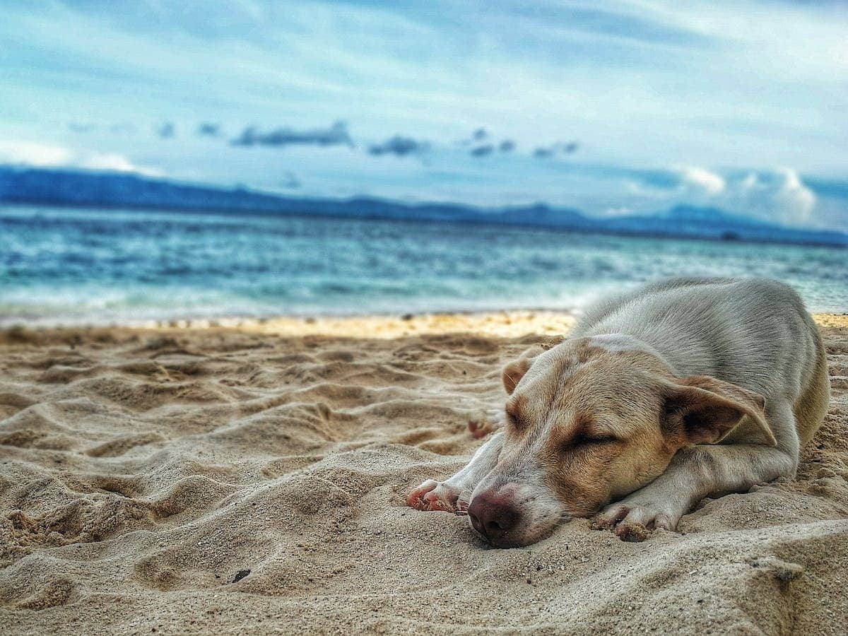 Voyager avec votre chien en toute sécurité et confort : les astuces à connaître