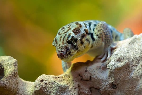 Découvrez les particularités surprenantes des animaux exotiques