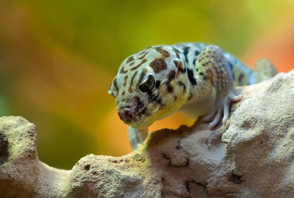 Découvrez les particularités surprenantes des animaux exotiques