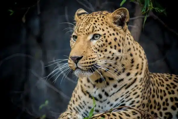 Protégeons nos compagnons fragiles : les animaux menacés d’extinction
