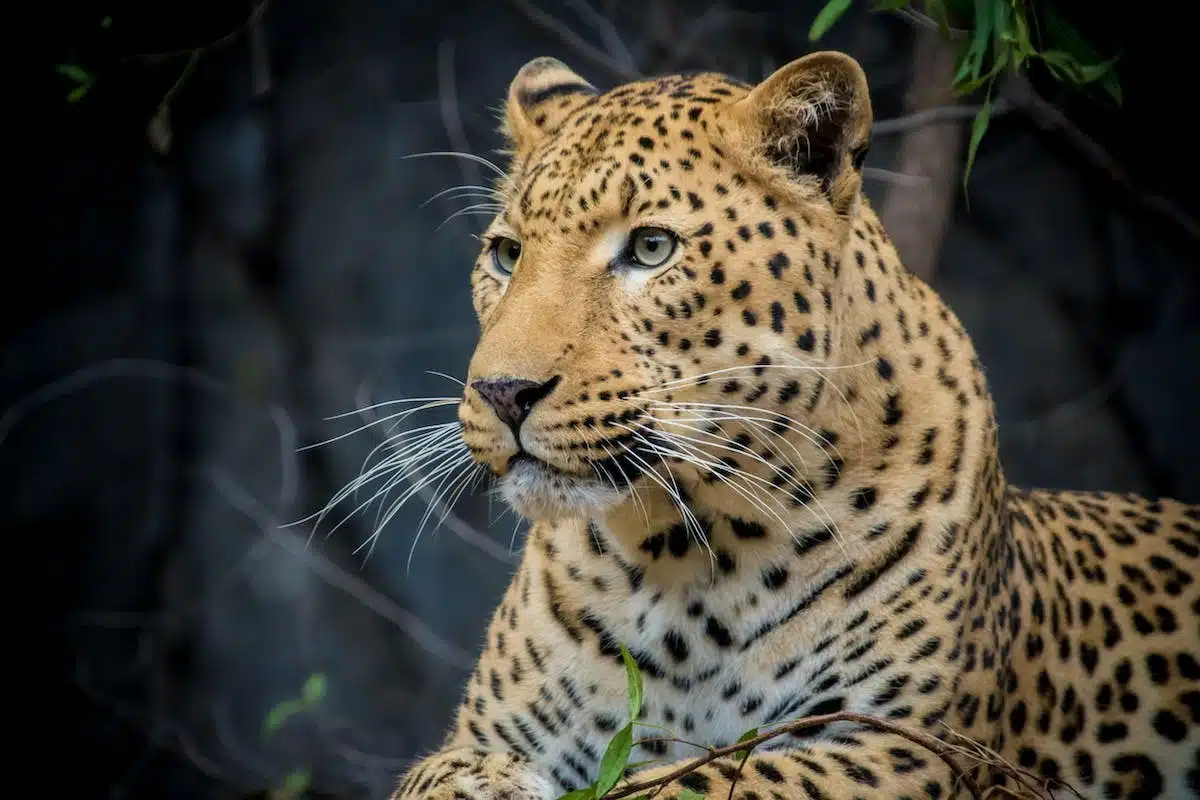 Protégeons nos compagnons fragiles : les animaux menacés d’extinction