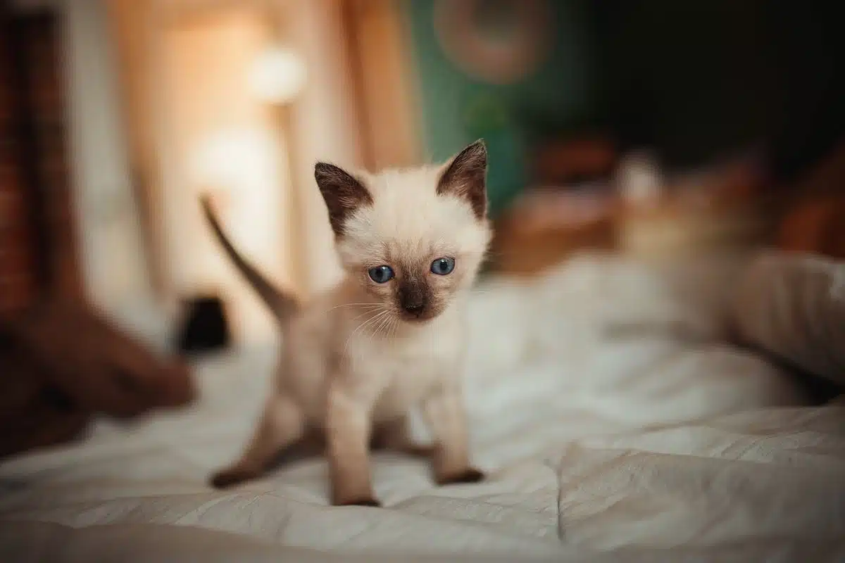 Découvrez les spécificités des races de chats