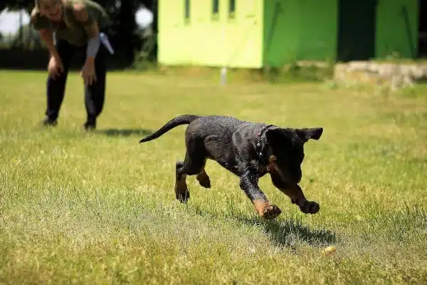 Les méthodes efficaces pour éduquer et dresser votre chien