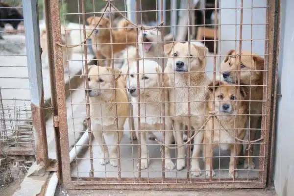 Les nombreux bienfaits de l’adoption d’un animal de refuge