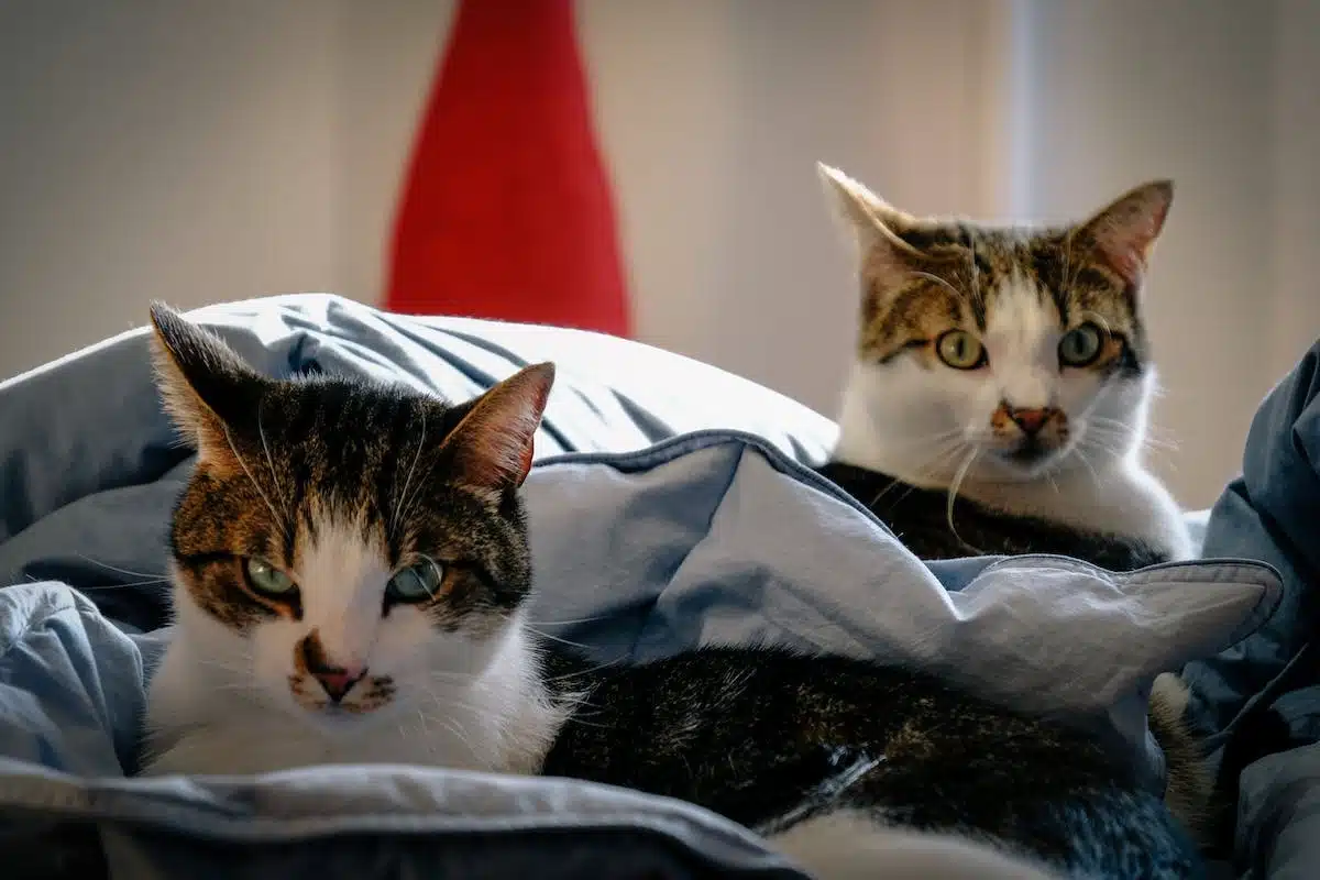 Améliorez votre bien-être quotidien grâce aux bienfaits insoupçonnés de la présence d’un chat