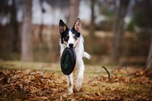 Guide complet pour choisir le meilleur sport canin pour votre chien