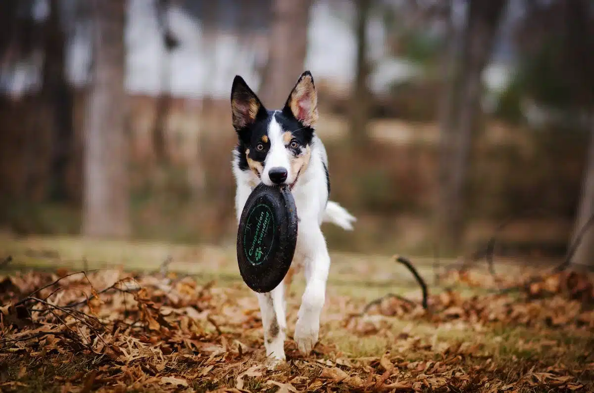 Guide complet pour choisir le meilleur sport canin pour votre chien