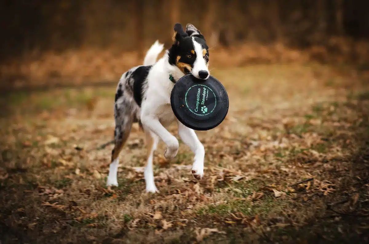 sport canin