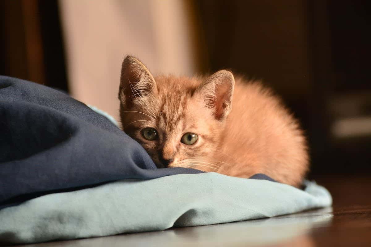 Les bienfaits insoupçonnés d’avoir un chat à la maison