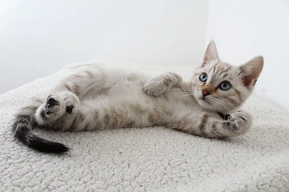 chat  maison