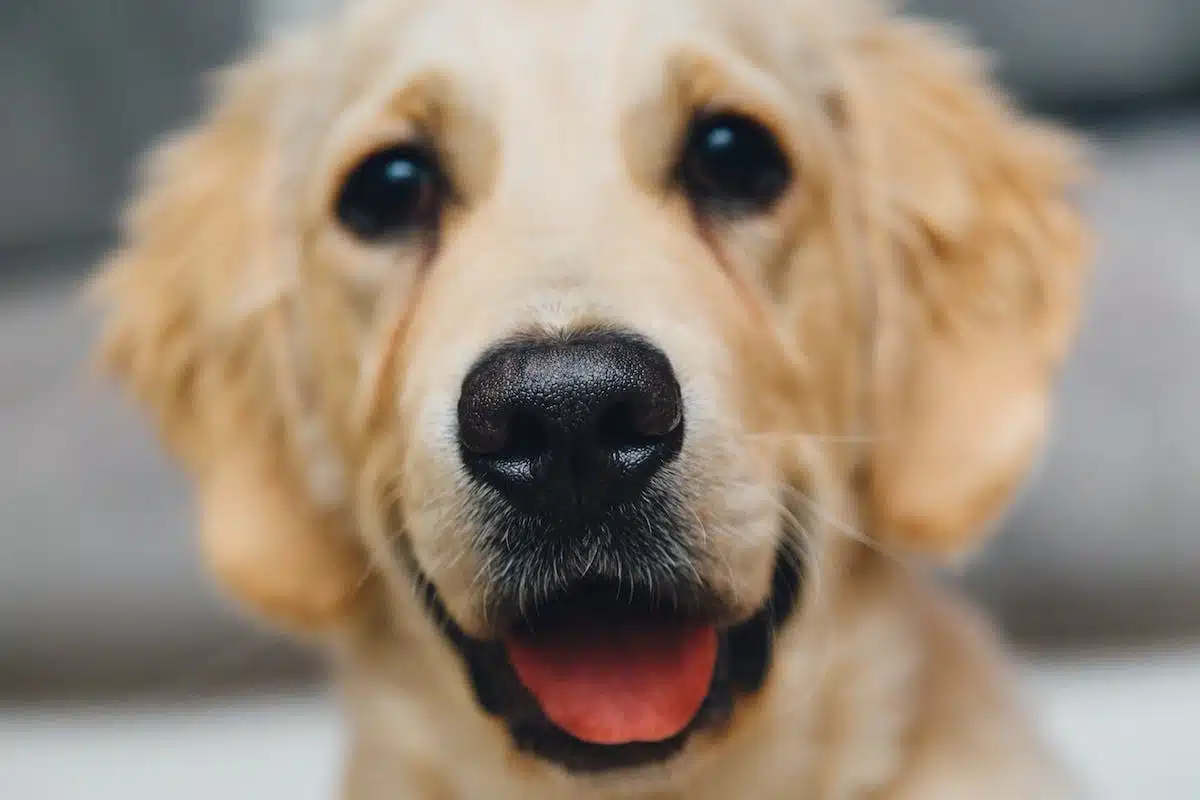 Les animaux qui font le buzz sur les réseaux sociaux