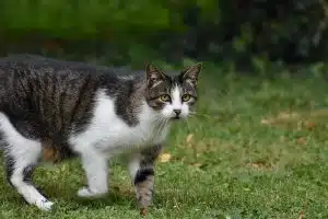 Quelle race de chat choisir pour un premier animal de compagnie ?