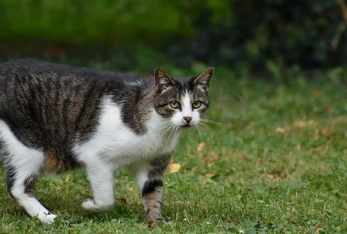 Quelle race de chat choisir pour un premier animal de compagnie ?