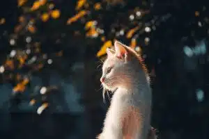 L’incidence de l’industrie de la mode sur le bien-être des animaux