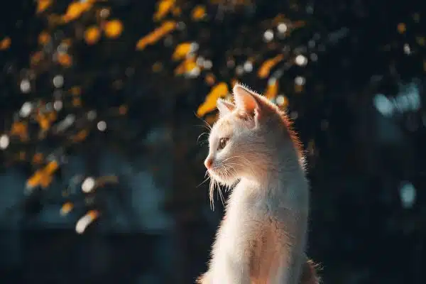 L’incidence de l’industrie de la mode sur le bien-être des animaux