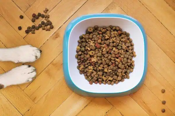 Les erreurs à éviter lors du choix de croquettes sans céréales pour votre chien ou votre chat
