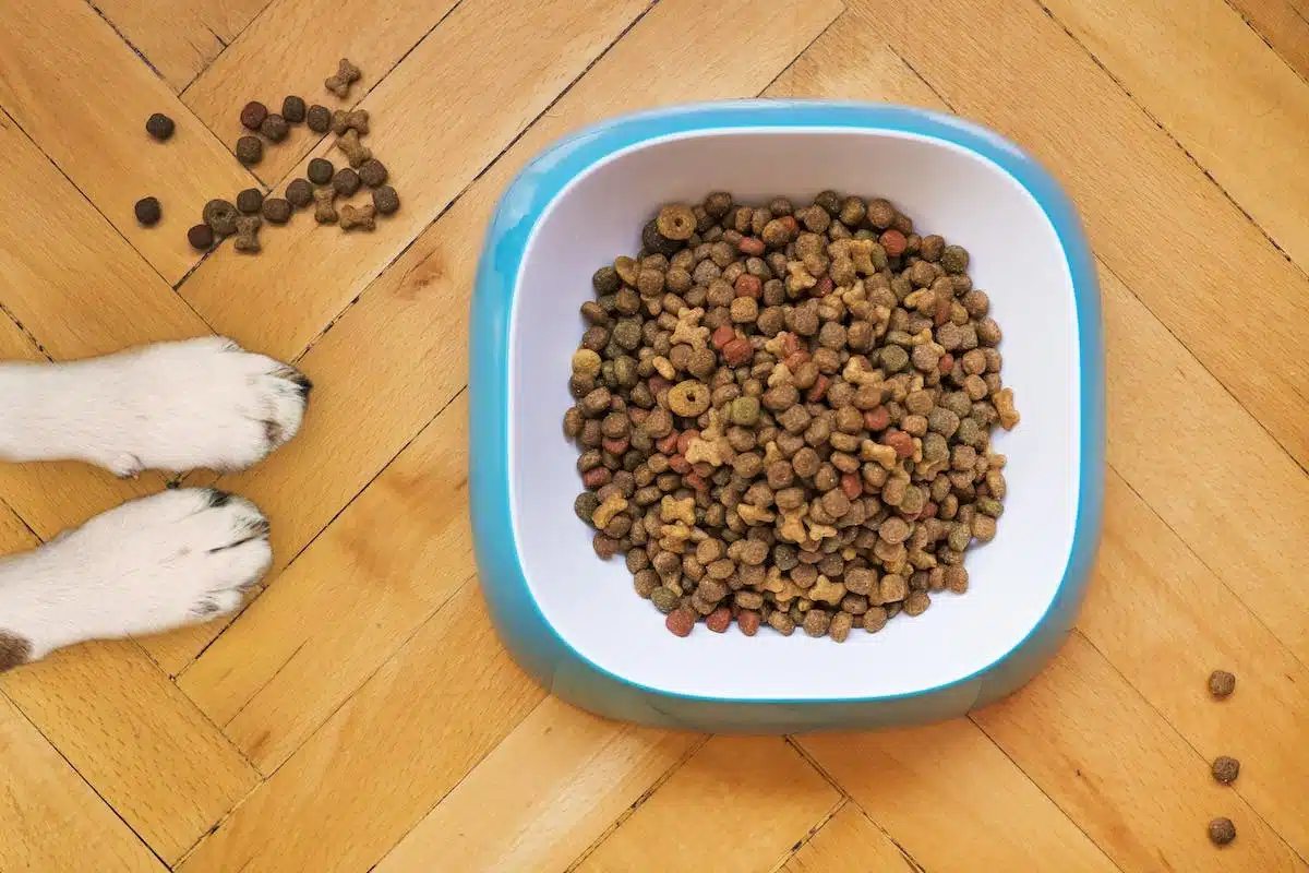 Les erreurs à éviter lors du choix de croquettes sans céréales pour votre chien ou votre chat