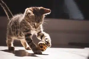 Stimulation de l’agilité et de l’intelligence du chat : jeux et activités efficaces