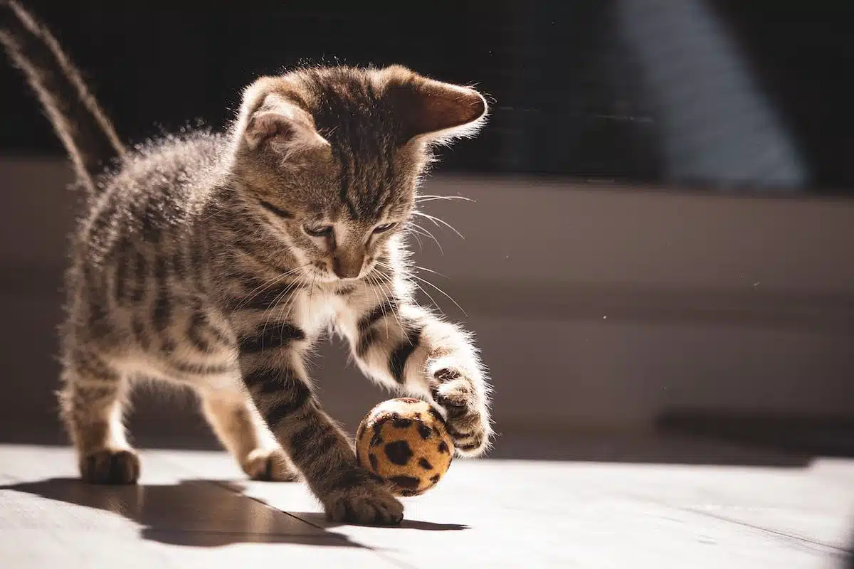 Stimulation de l’agilité et de l’intelligence du chat : jeux et activités efficaces
