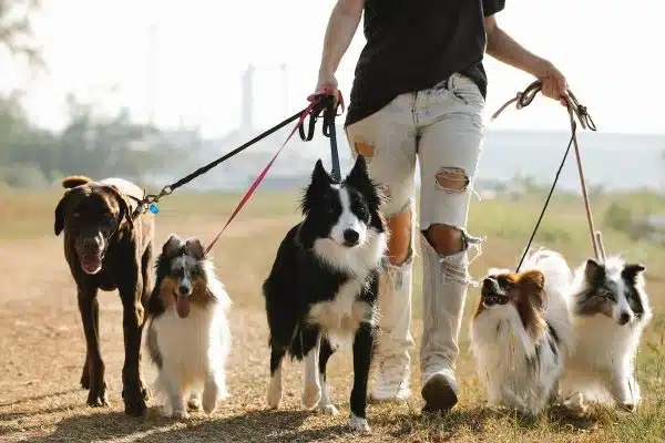L’impact de la socialisation sur le bien-être des chiens