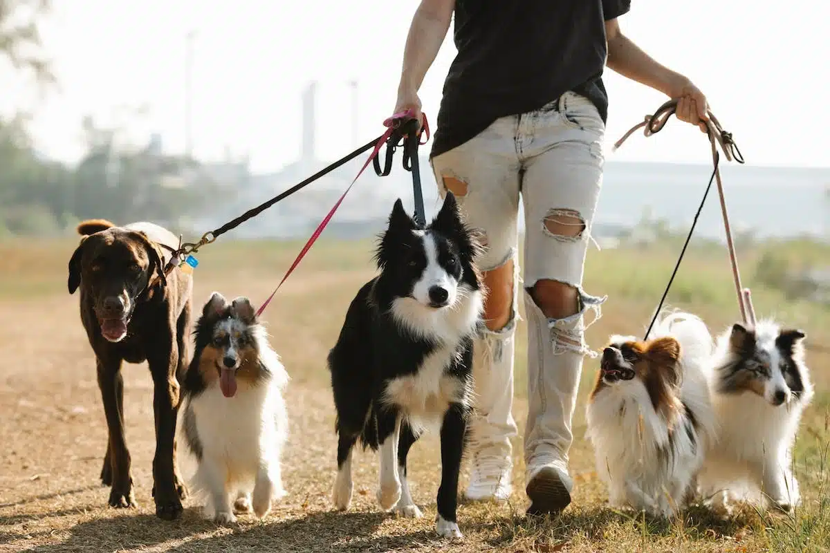 L’impact de la socialisation sur le bien-être des chiens