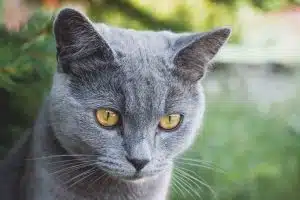 Les animaux de compagnie hypoallergéniques pour les personnes sensibles