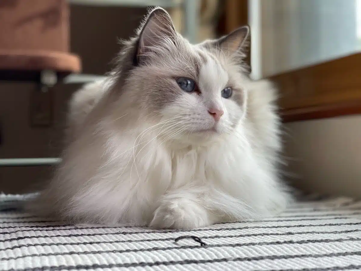 hypoallergénique  animaux