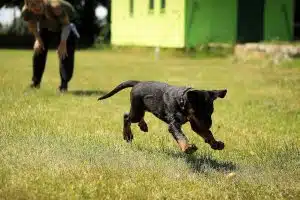 Les clés pour éduquer et dresser efficacement votre chien
