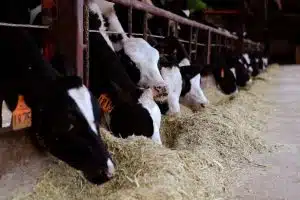 Les nouveautés qui transforment la relation entre l’alimentation et les animaux